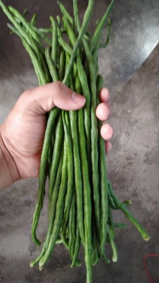 Cornille