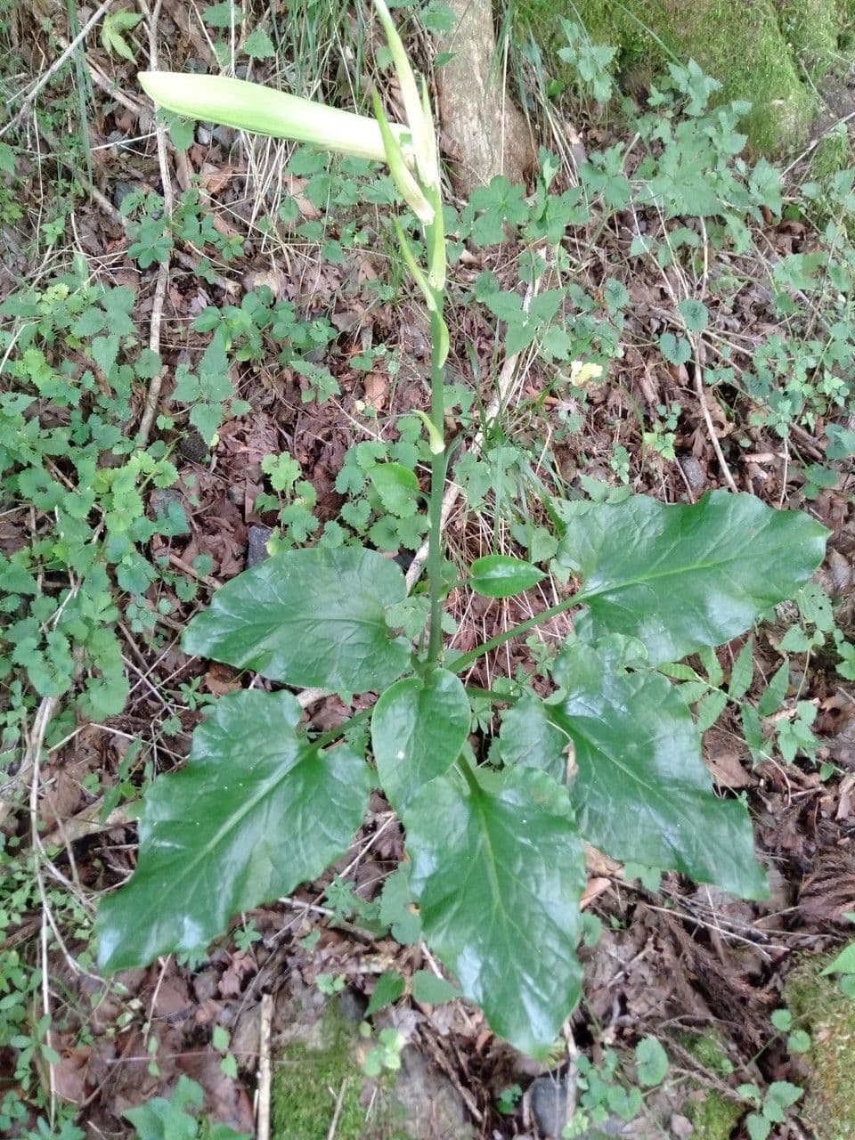 Llilie 4