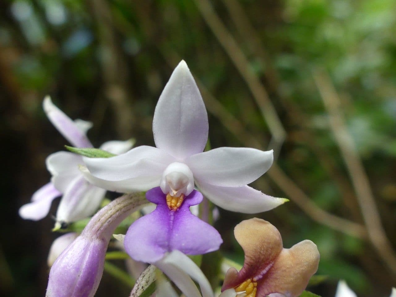 Calanthe silvatica 8