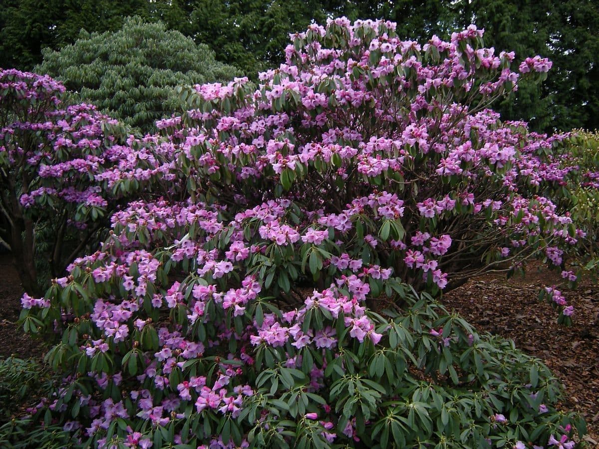 Rododendro 7