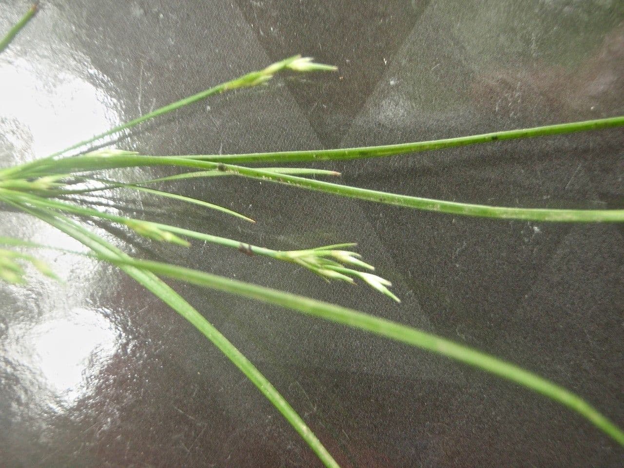 Giunco esile 11