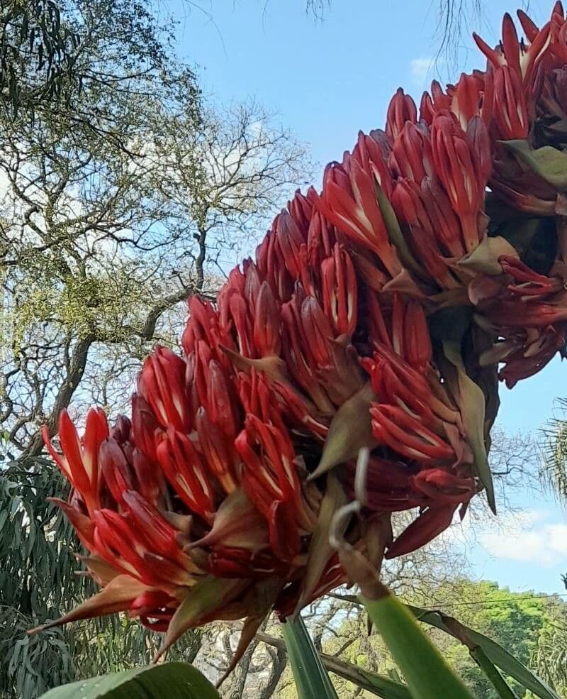 Doryanthes 3