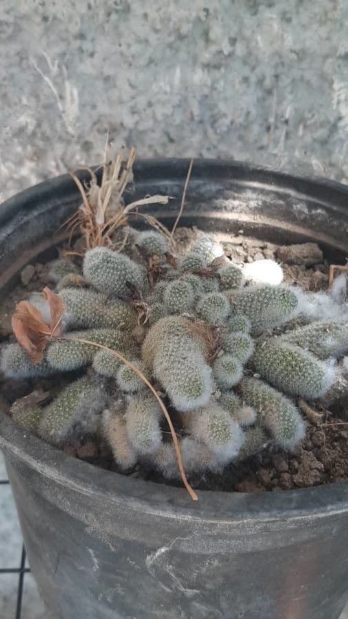 Cactus Mammillaria à queue de rat