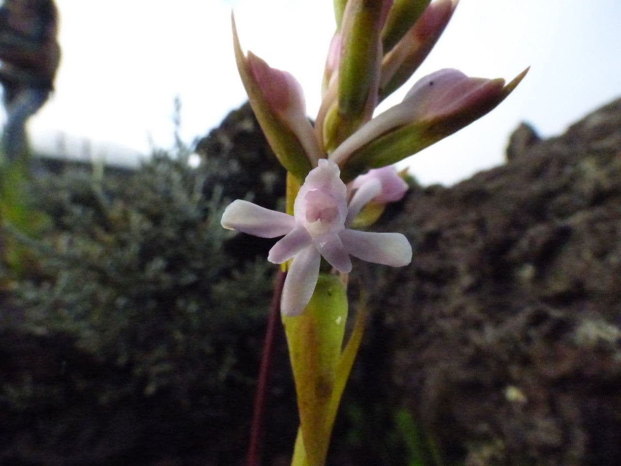 Satyrium 2