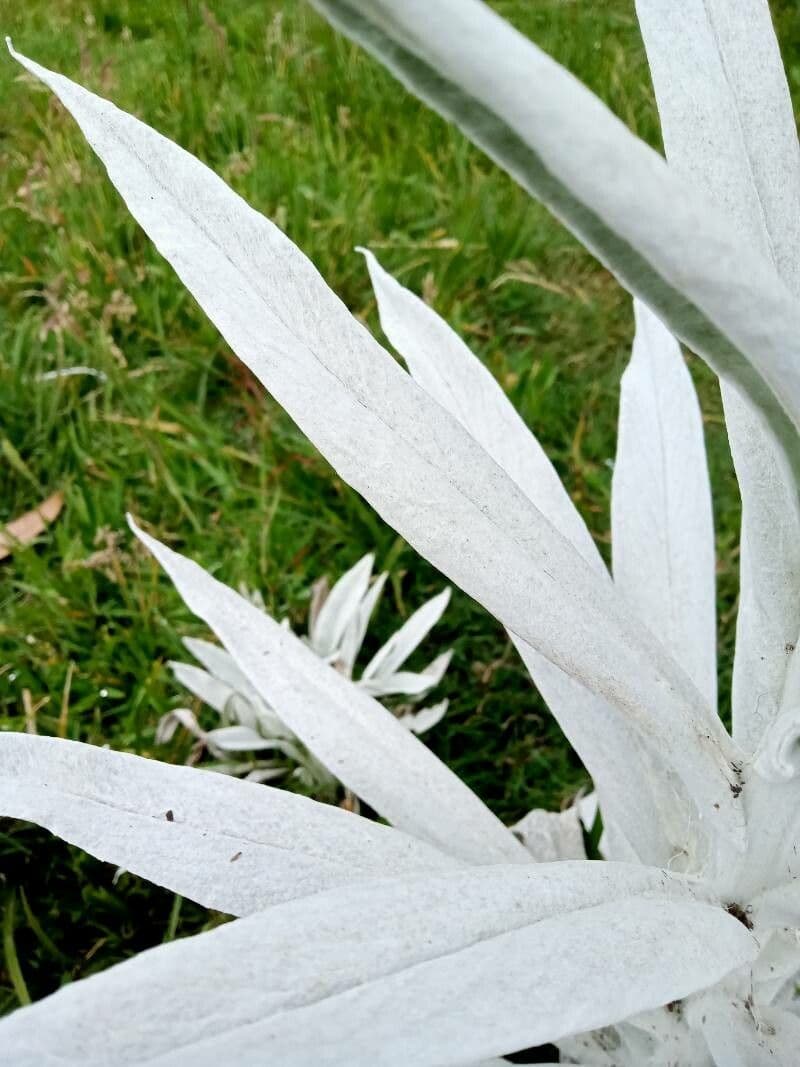 Senecio 20