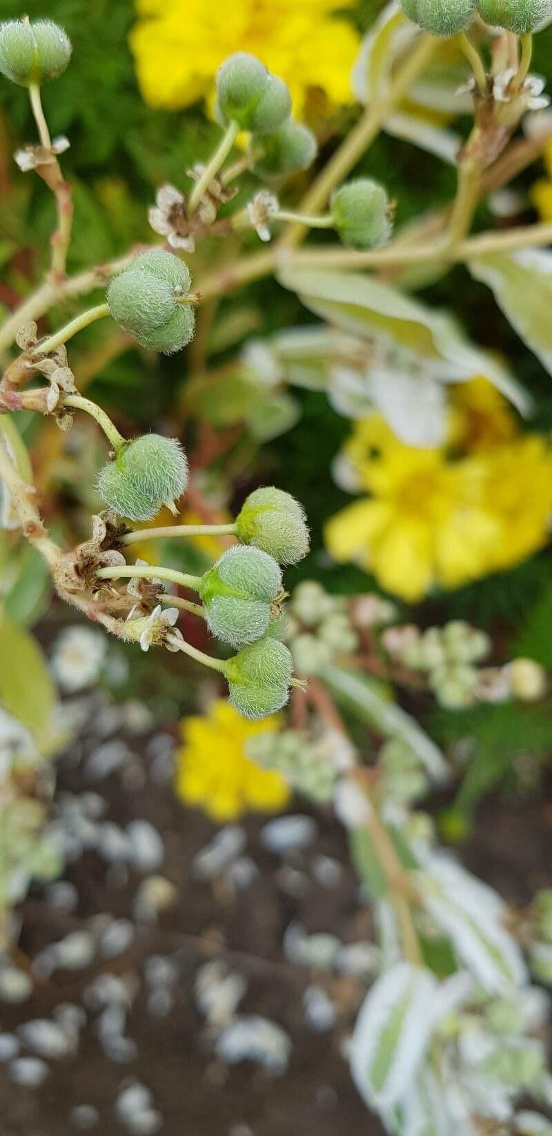 Euforbia marginata