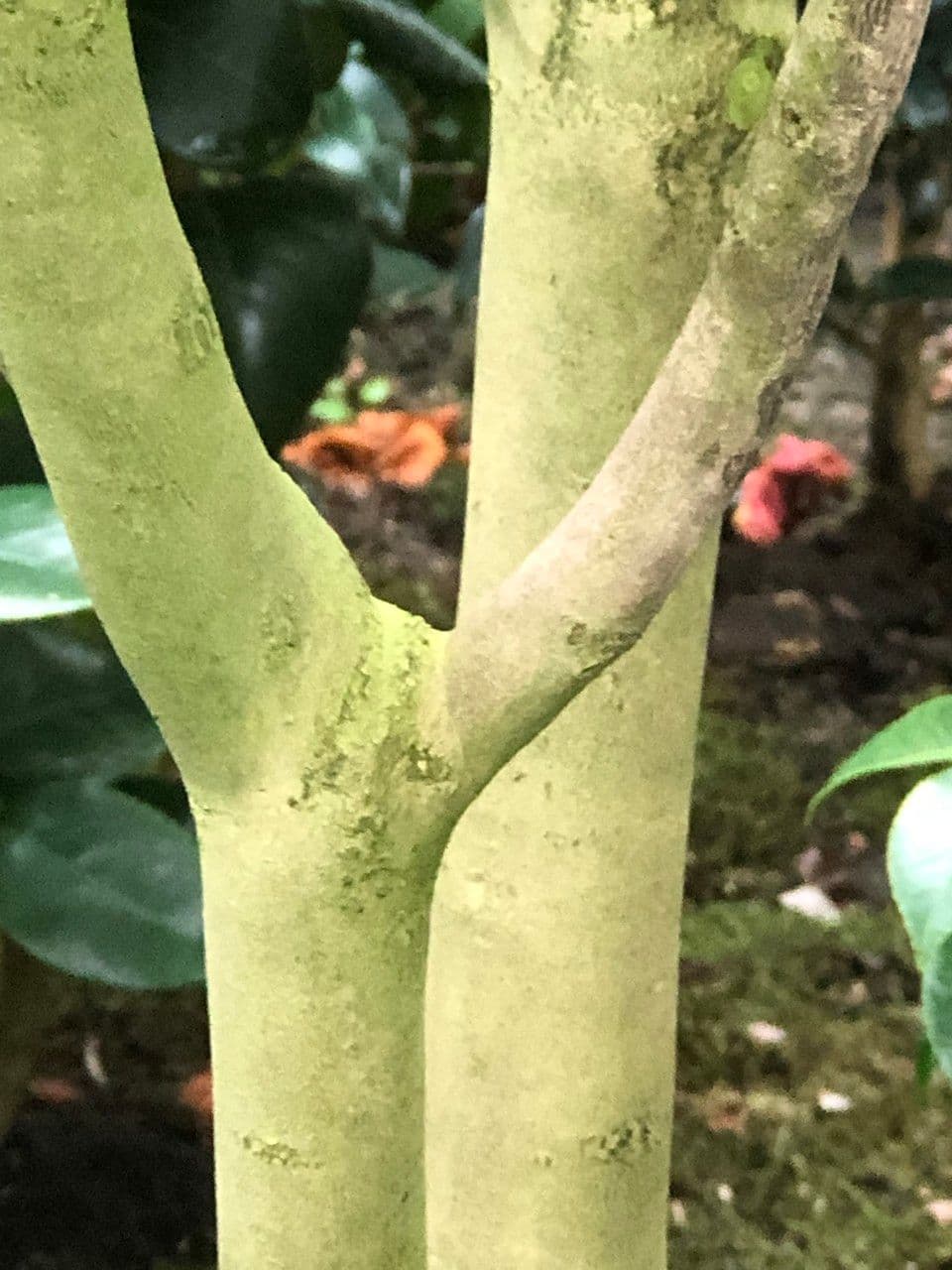 Camelia oleifera 24
