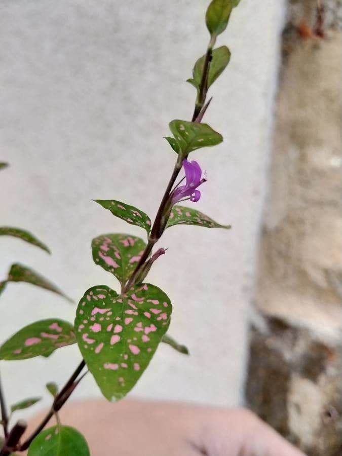 Hypoestes 2
