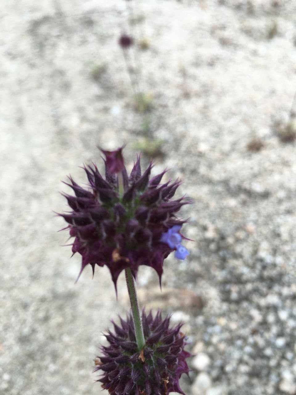 Salvia columbariae 4