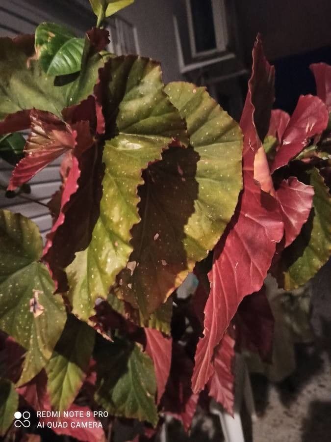 Begonia brevirimosa 5