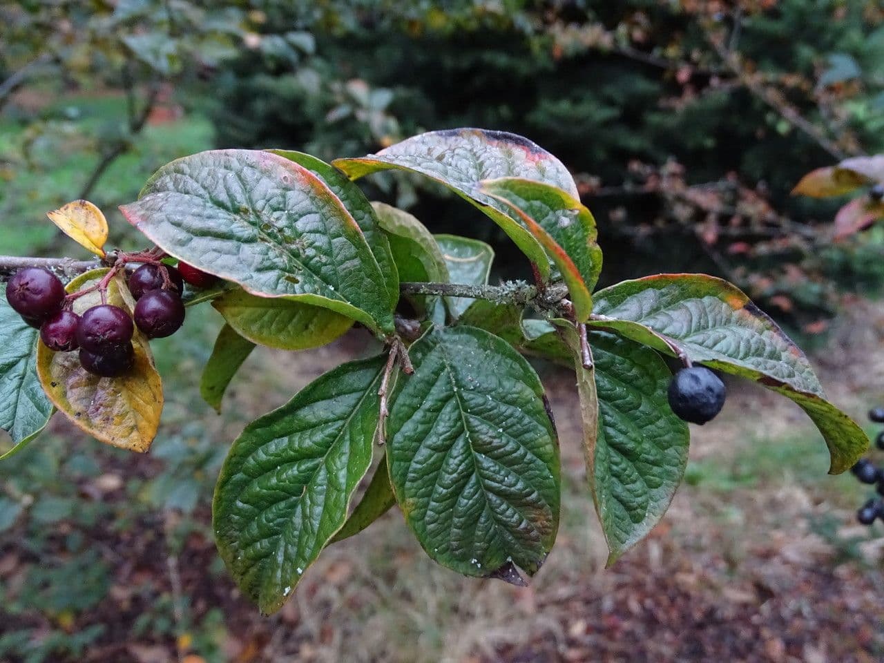 Cotonéaster de Moupin 3