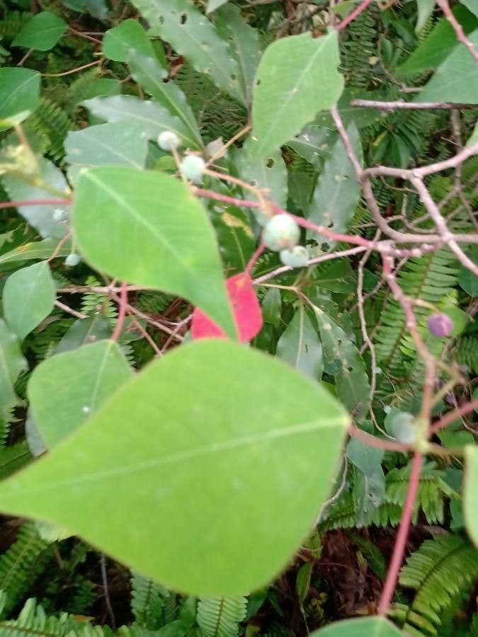 Homalanthus populifolius 17