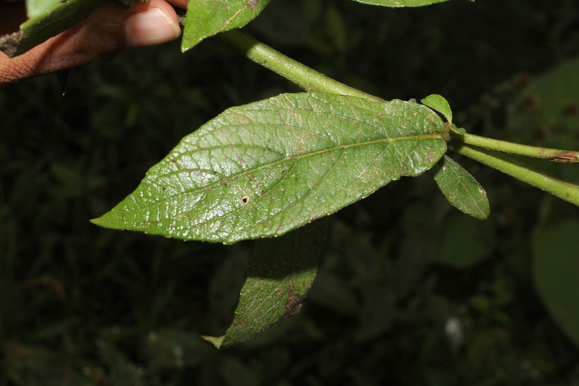 Lepidaploa 8