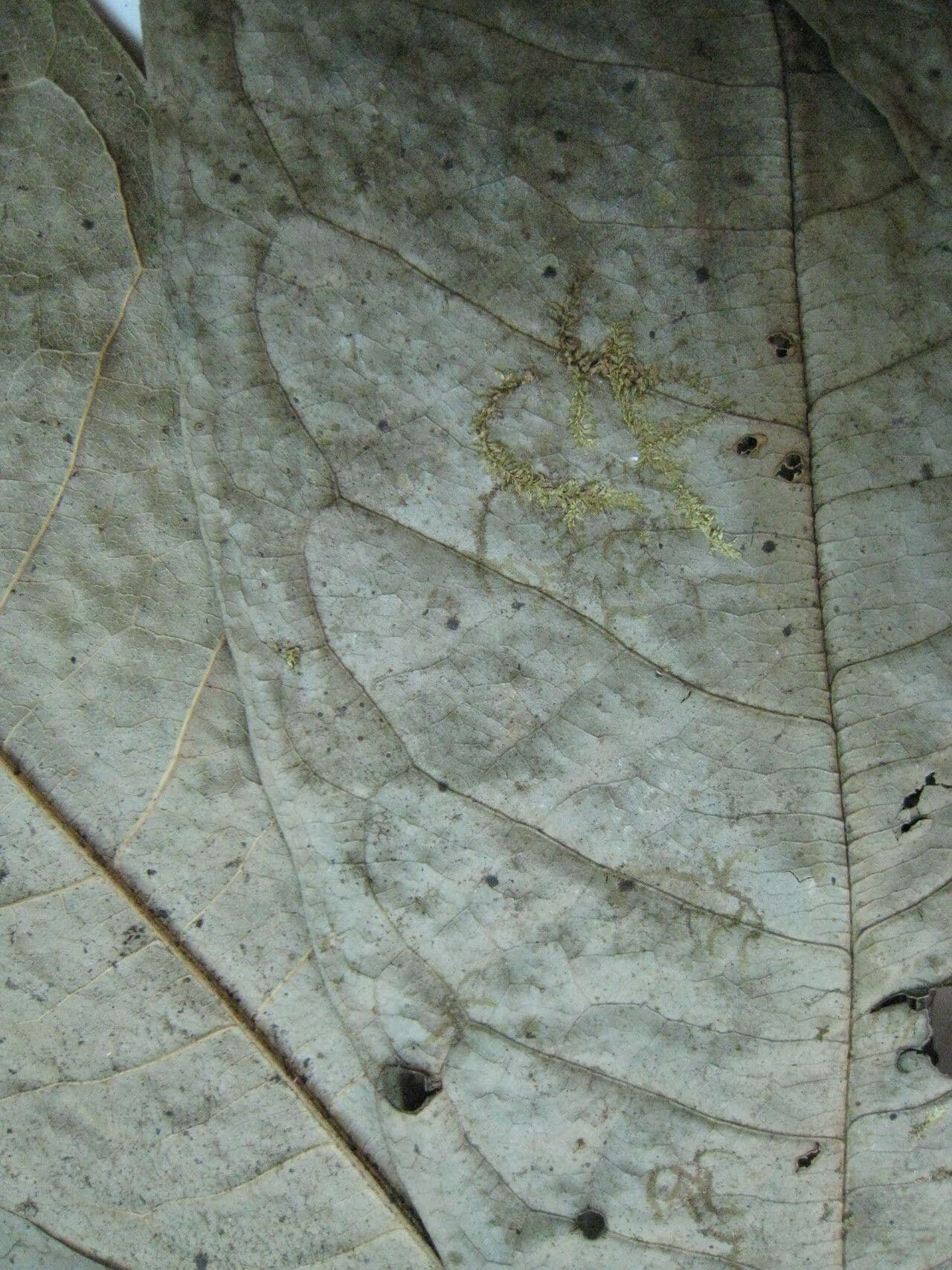 Duguetia 19