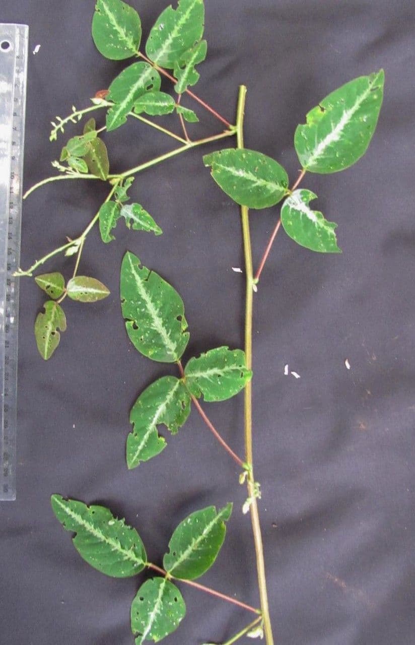 Desmodium uncinatum 15