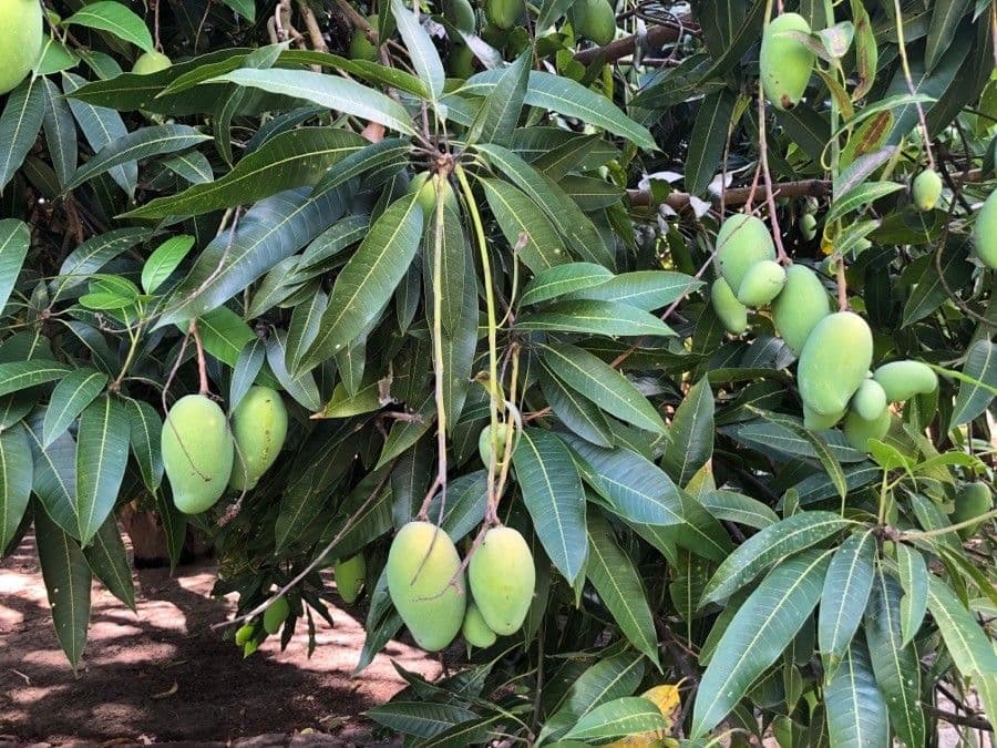 Mango 18