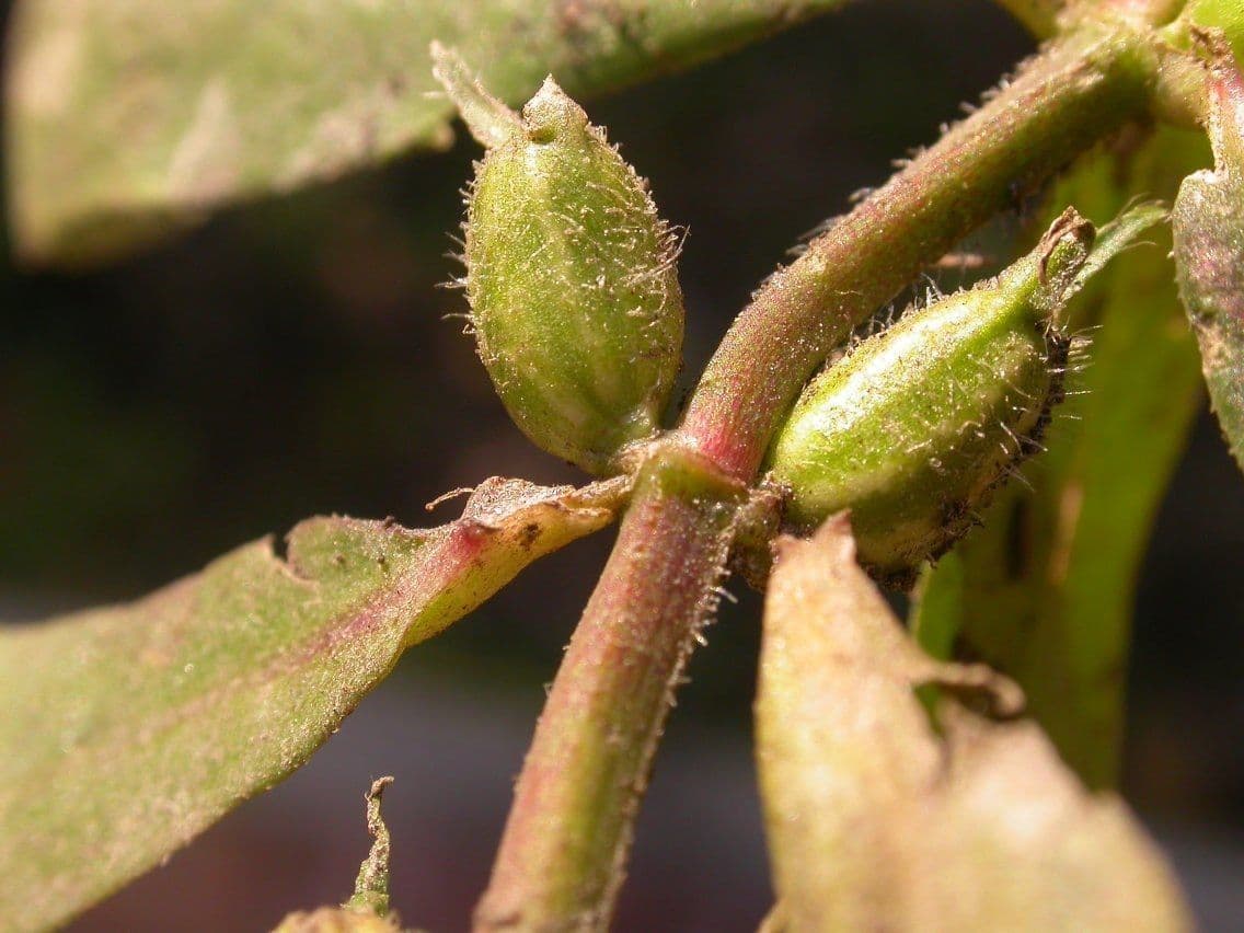 Diodia virginiana 4