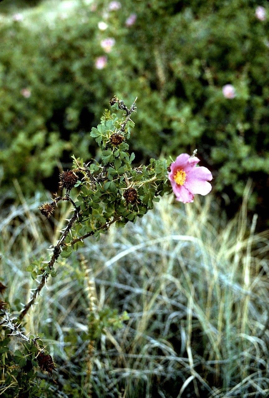 Rosa del deserto 5