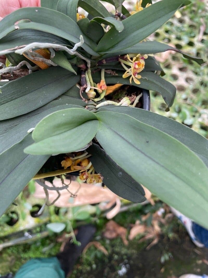 Gastrochilus 6