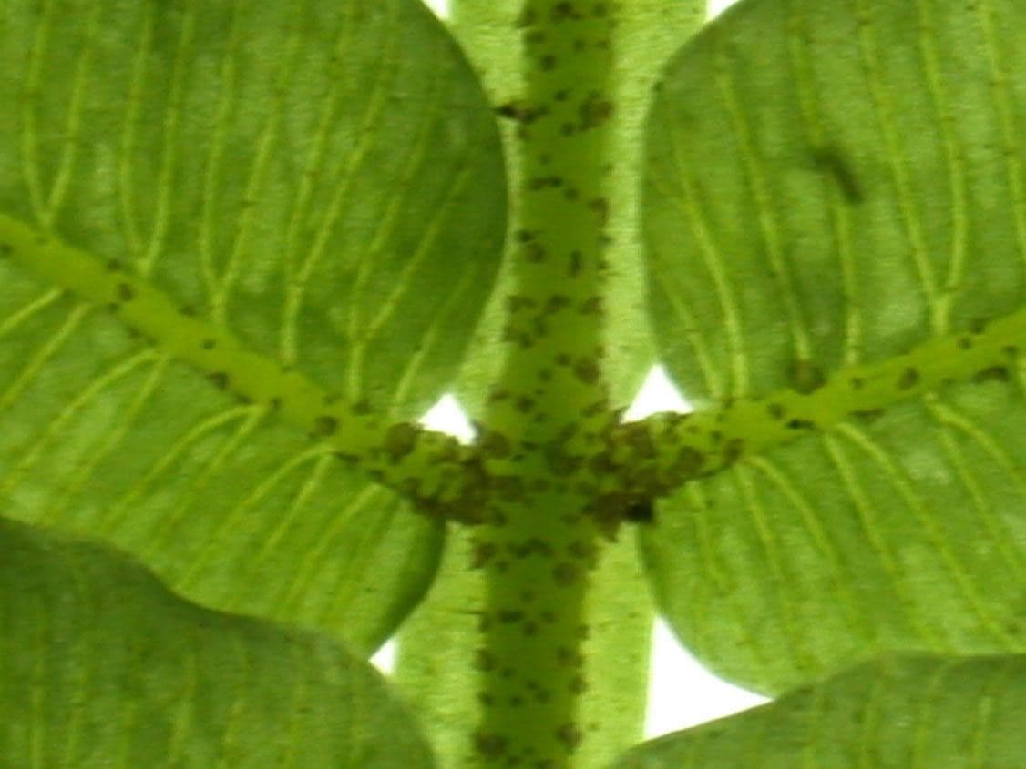 Danaea 7