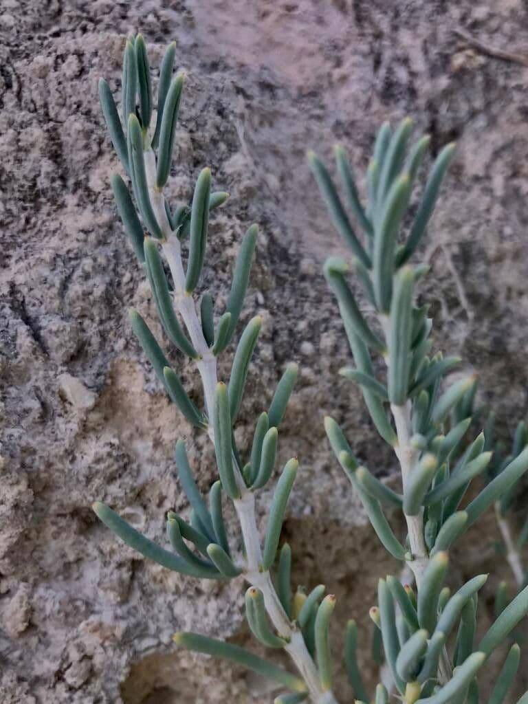 Gymnocarpos 18