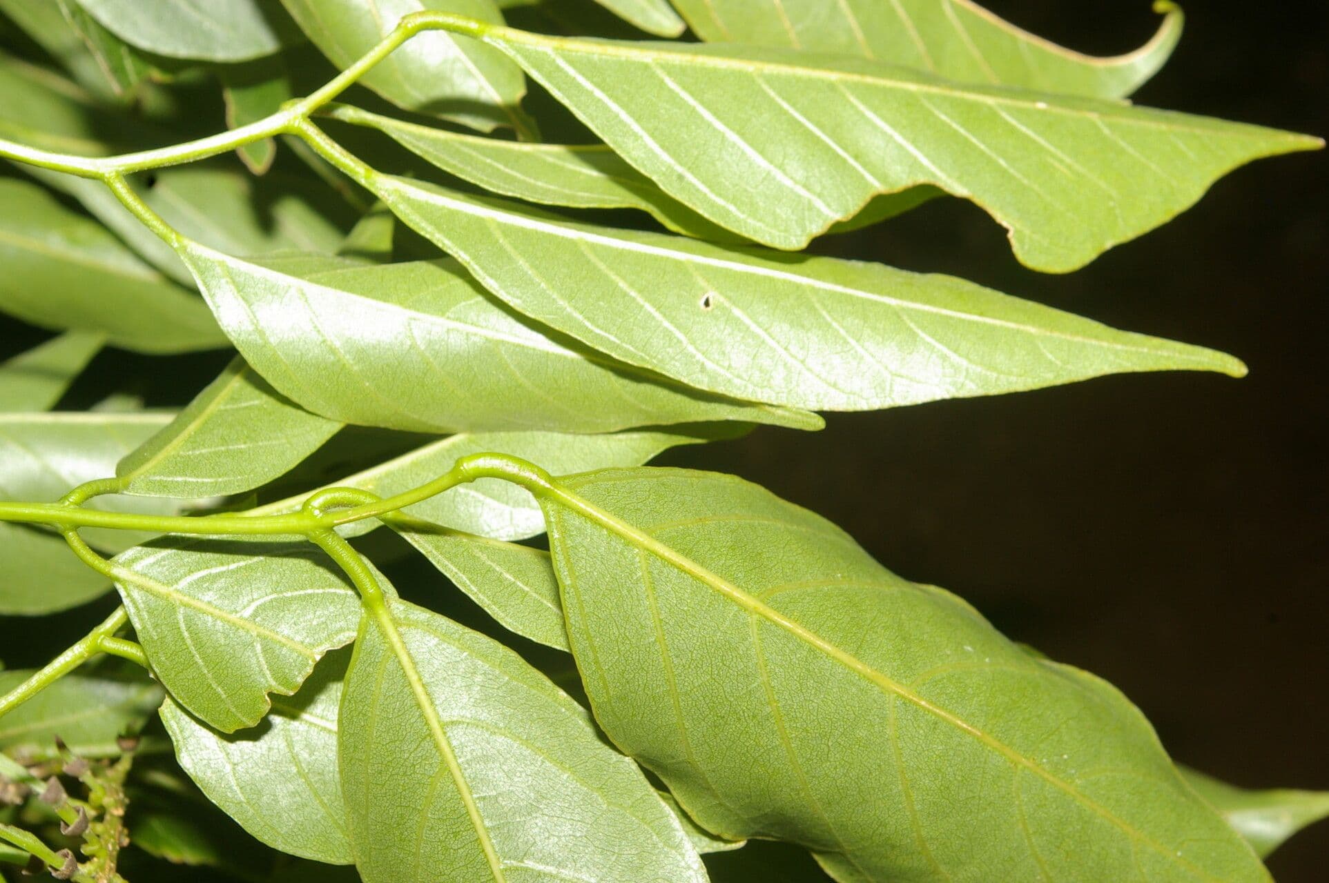 Lonchocarpus 6