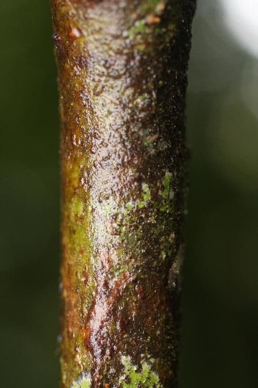 Cordia nodosa 19