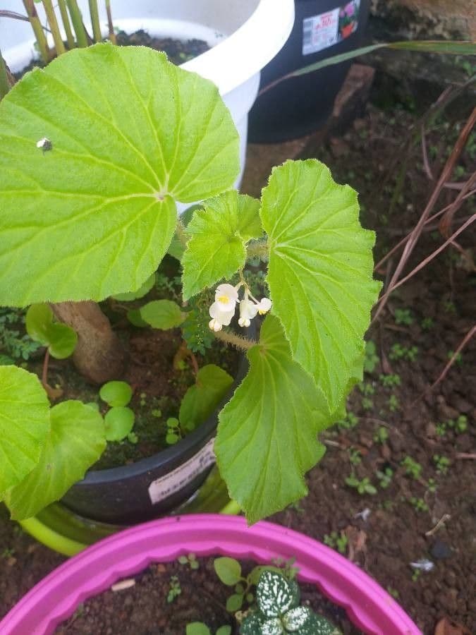 Begonia 20