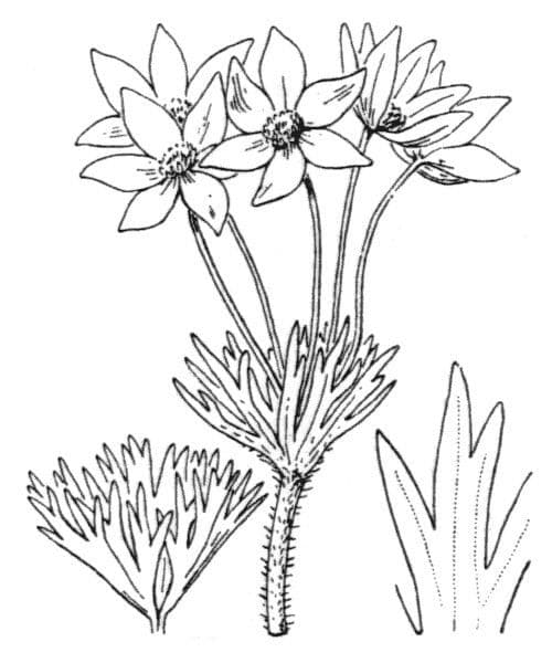 Anemone narcissiflora 24