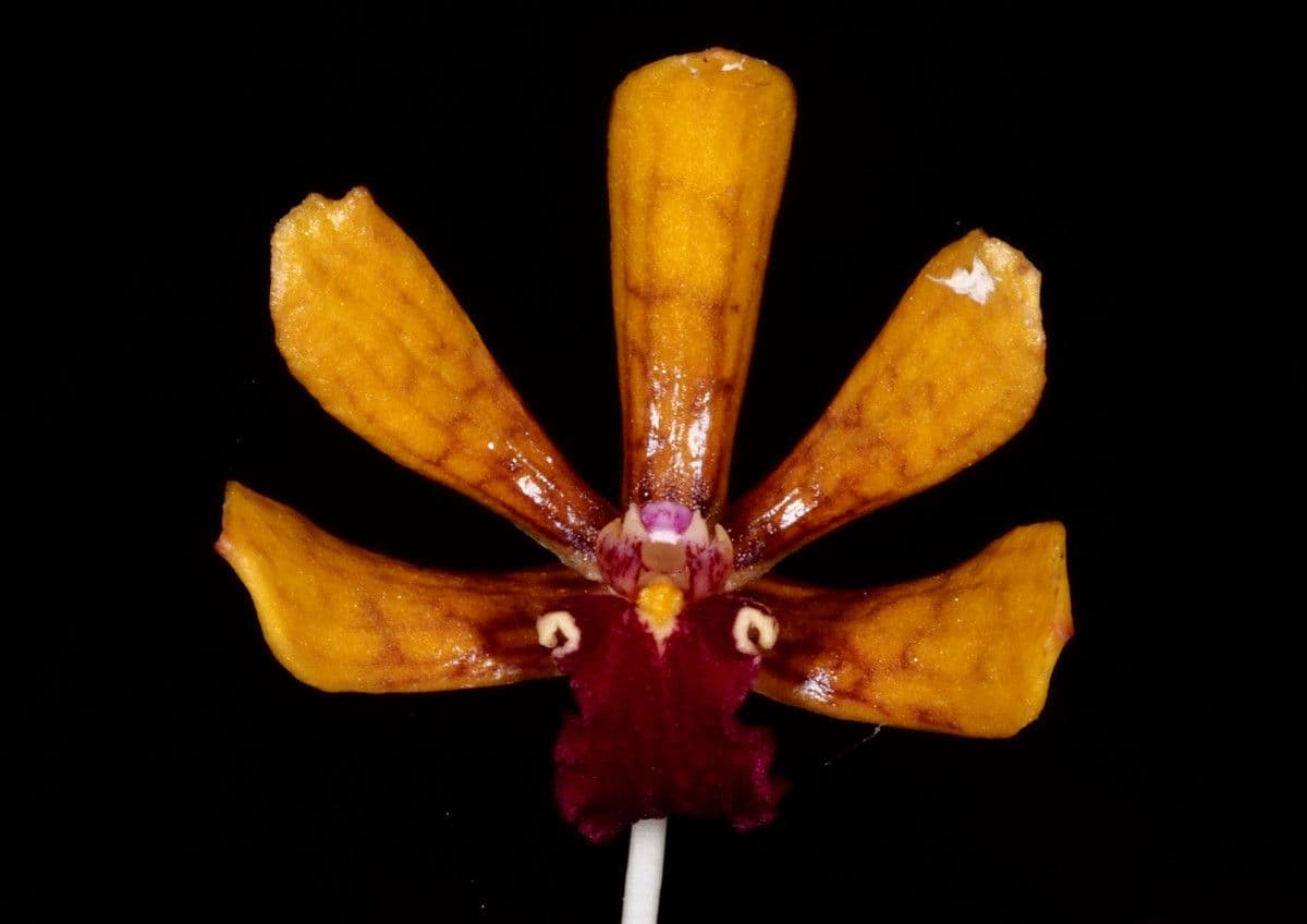 Dendrobium 7