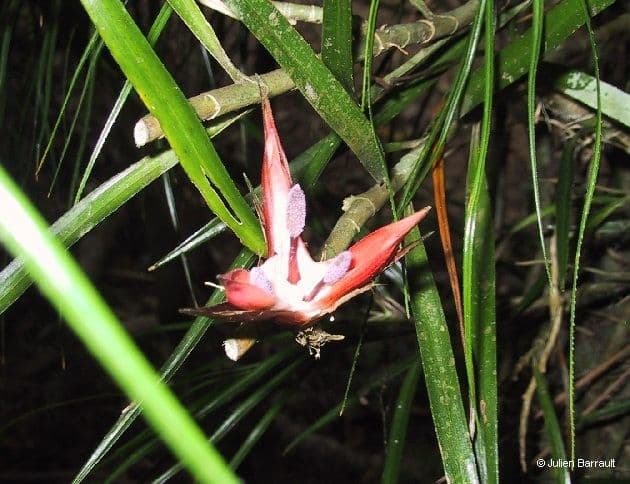 Freycinetia 4
