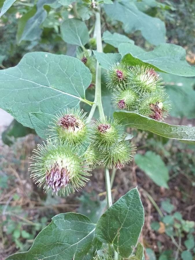 Bardana minore 5