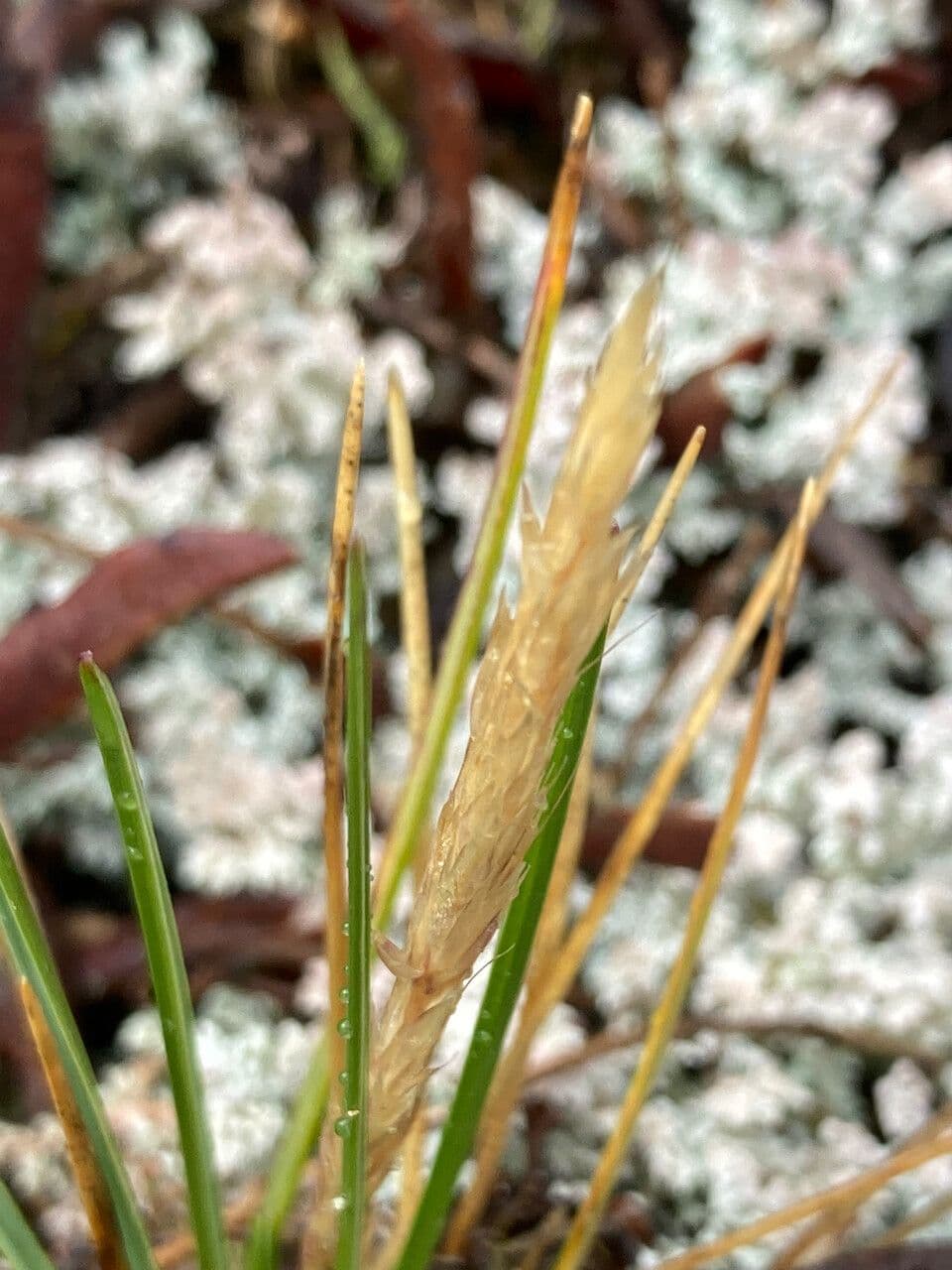 Calamagrostis 2