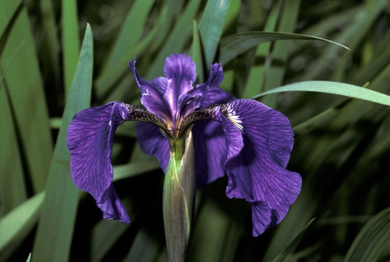 Iris