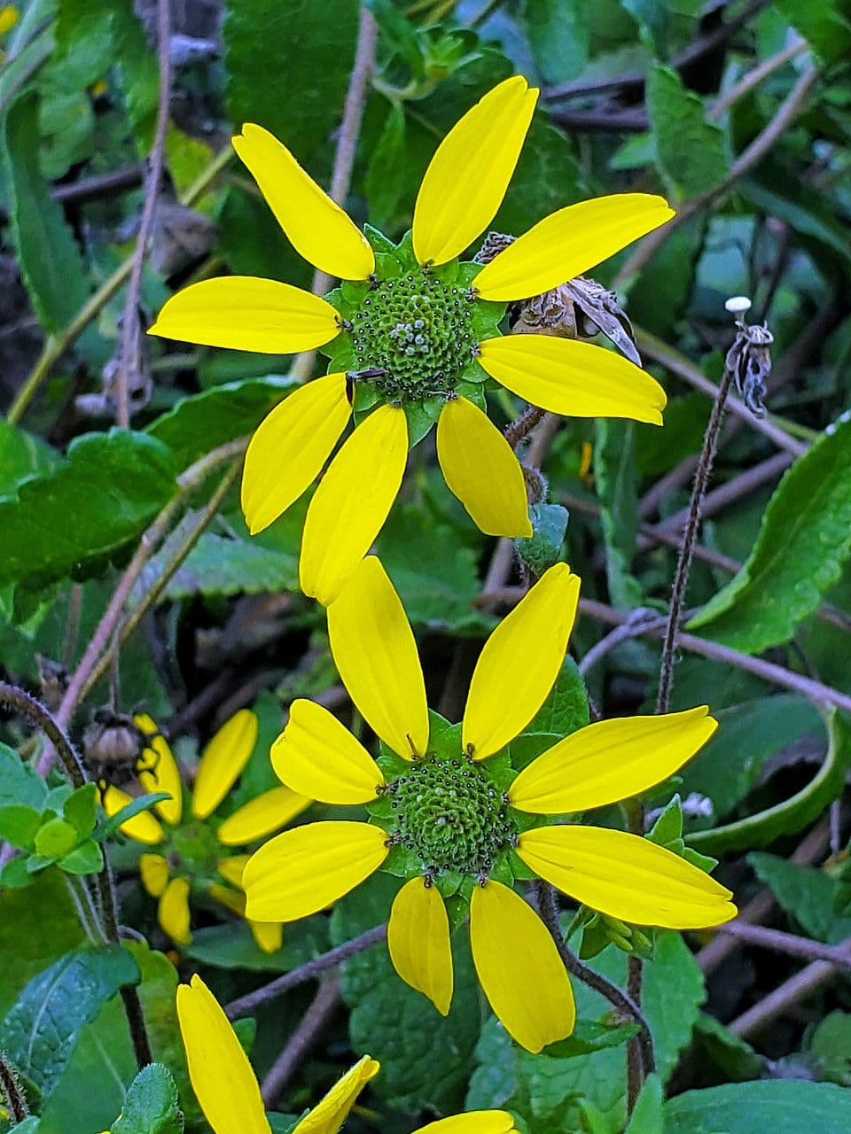 Berlandiera 2