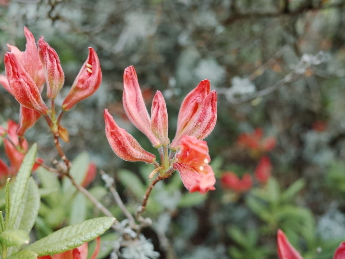 Azalea cinese 24