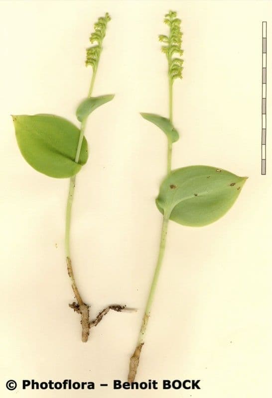 Gennaria diphylla 24