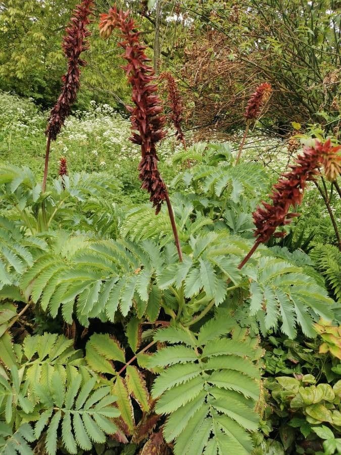 Melianthus maggiore 28