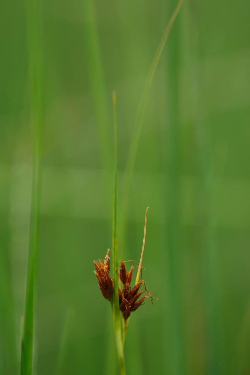 Rincoespora parda 5
