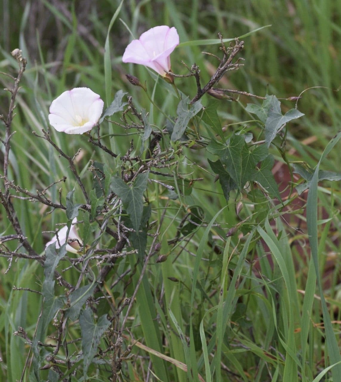 Calystegia porpora 10