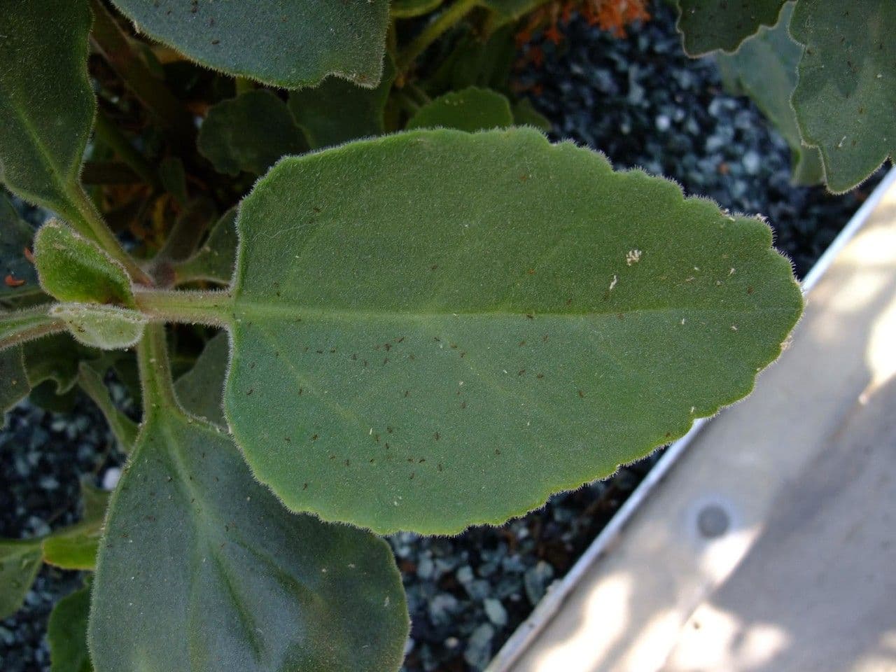Kalanchoe 5