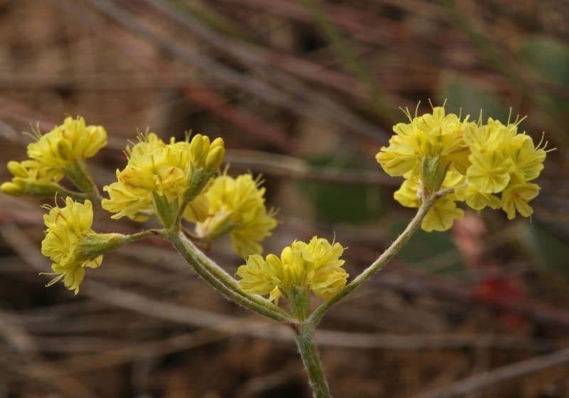 Blue mountain buckwheat 9