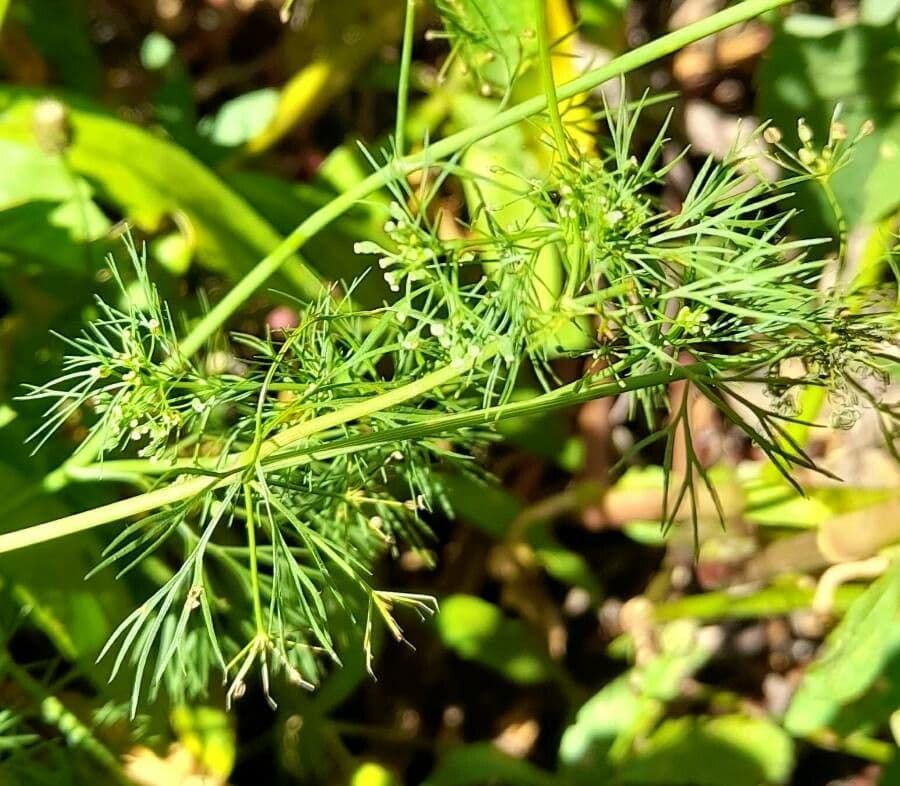 Ciclosperma 15