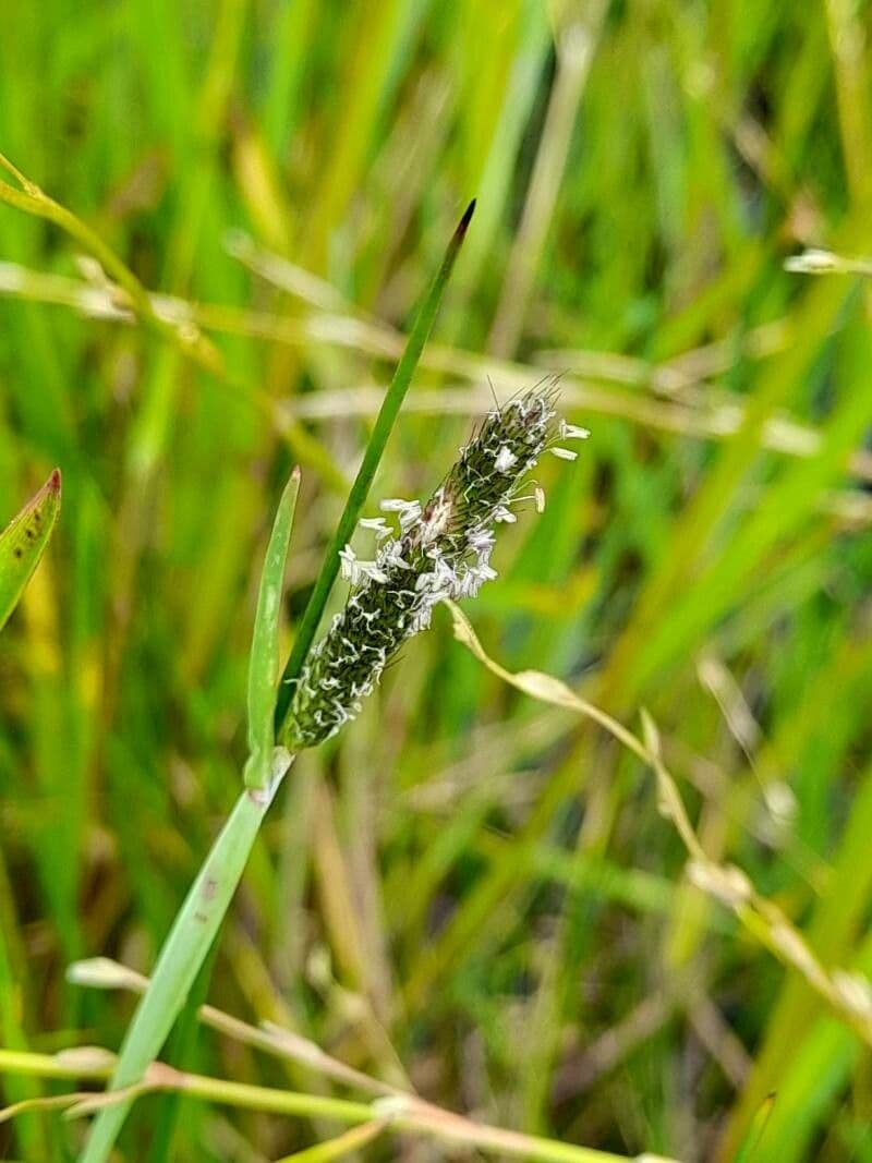 Marsh foxtail 17