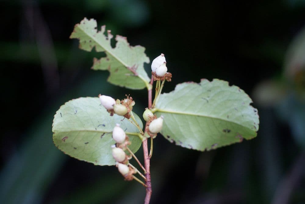 Aphloia theiformis 2