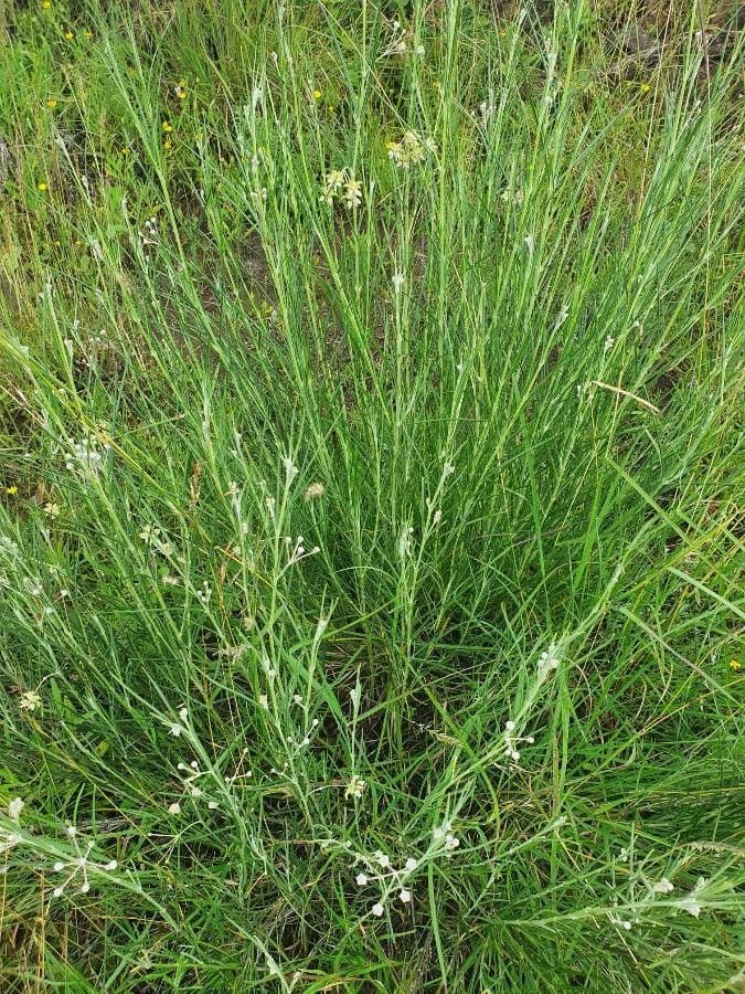 Gomphocarpus 17