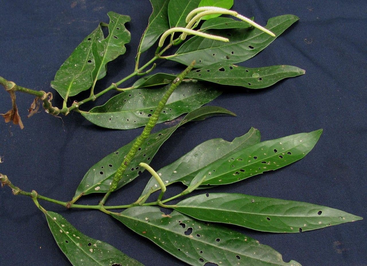 Langstieliger Pfeffer 19