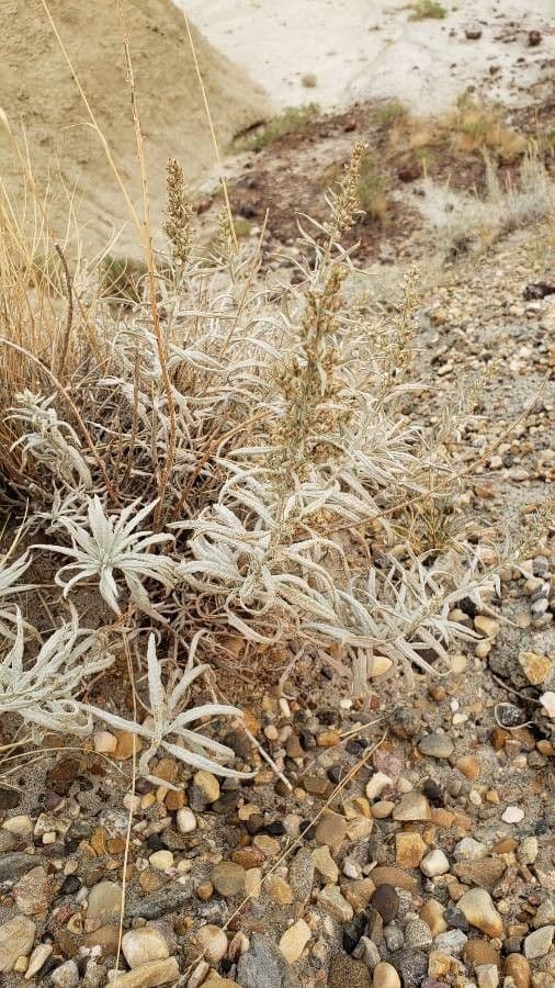 Artemisia argentea 5