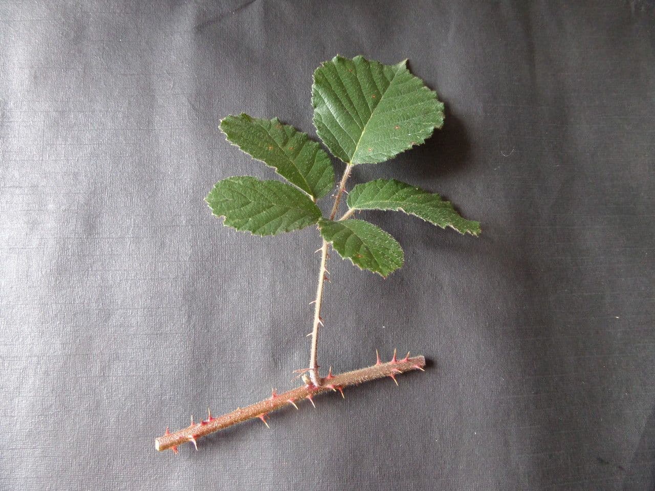Rovo vestito 30
