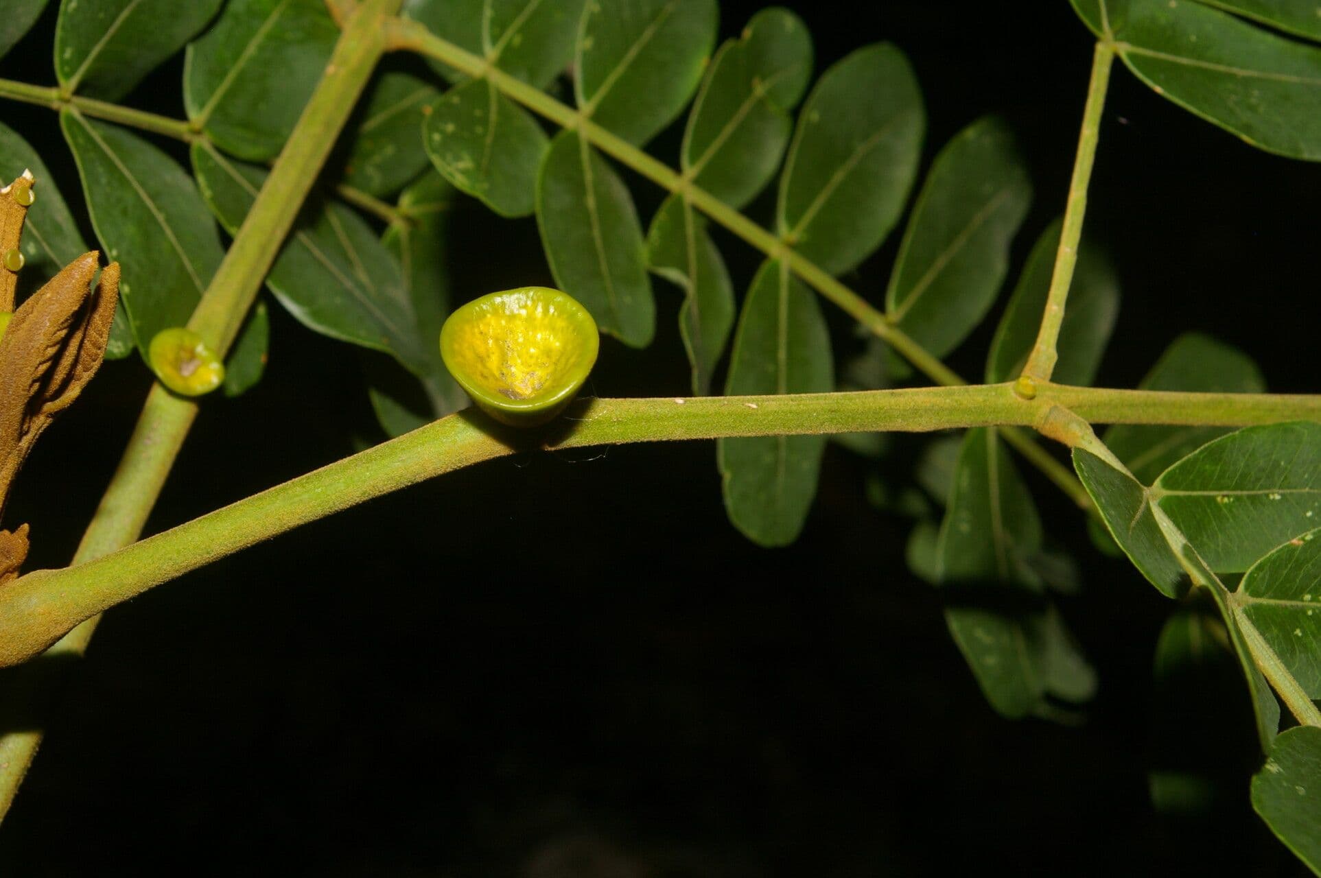 Jupunba 2